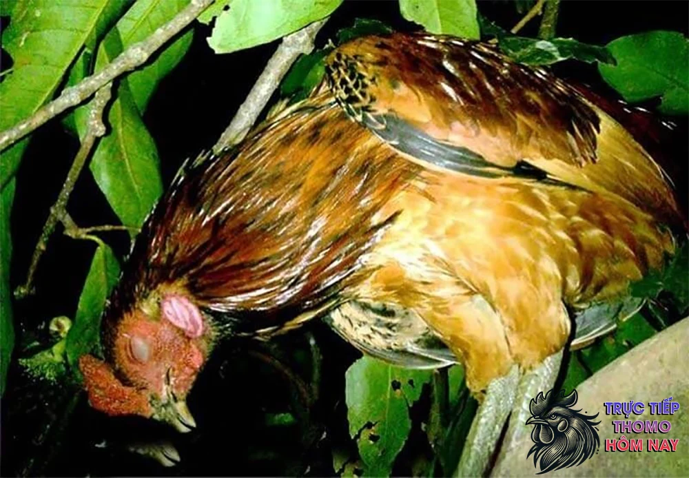 Được tôn sùng như một biểu tượng cho ý chí mạnh mẽ.