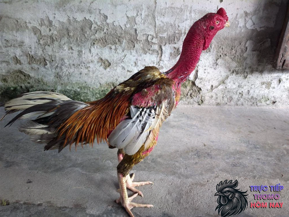 Gà chọi không có lưỡi có giá trị cao trong giới chơi gà.