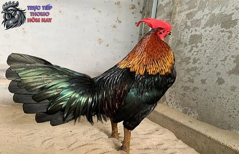 Gà cọp Campuchia thường có giá rất cao.