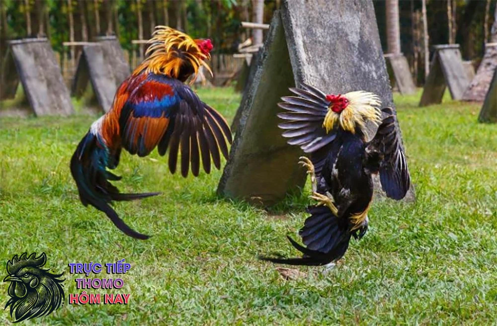 Lối đá của gà chọi lưng gù thường không thể đoán trước.