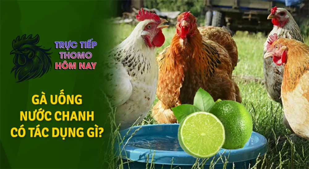 Vitamin C trong chanh giúp tăng cường hệ miễn dịch.