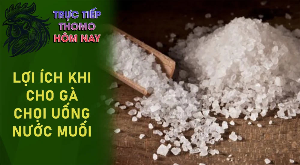 Khử trùng nhẹ, giúp làm sạch hệ tiêu hóa của gà.