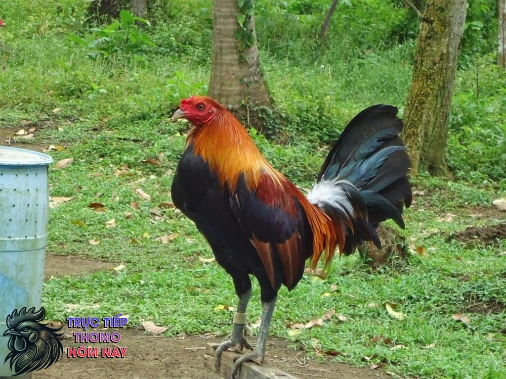 Gà chọi Mỹ có nguồn gốc từ Hoa Kỳ.