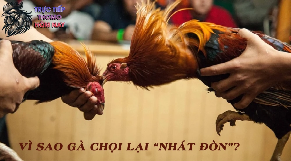 Bị ảnh hưởng bởi quá trình nuôi dưỡng không đều đặn.