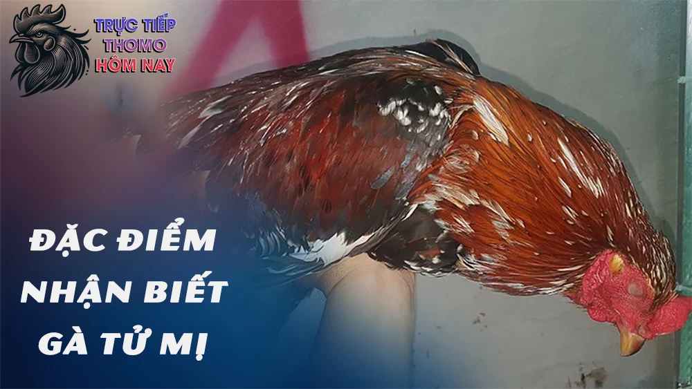 Gà tử mị thường có dáng ngủ rất khác biệt.