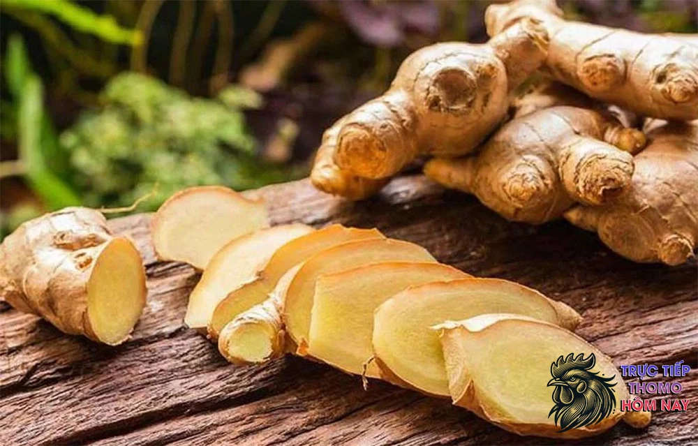 Nước gừng là “thần dược” cho gà chọi