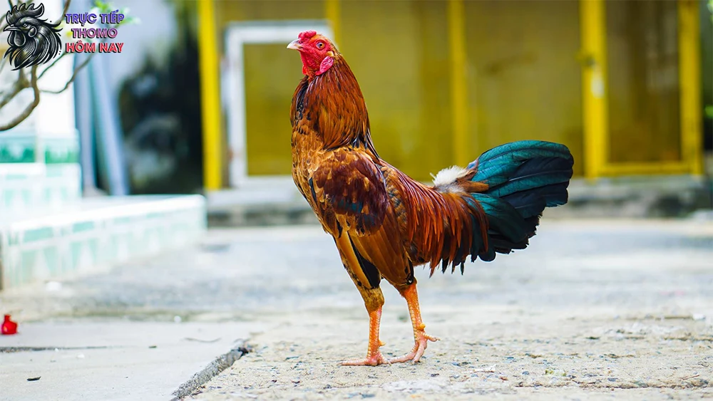 Bạn cần kiên trì và luôn tạo môi trường thoải mái cho gà.