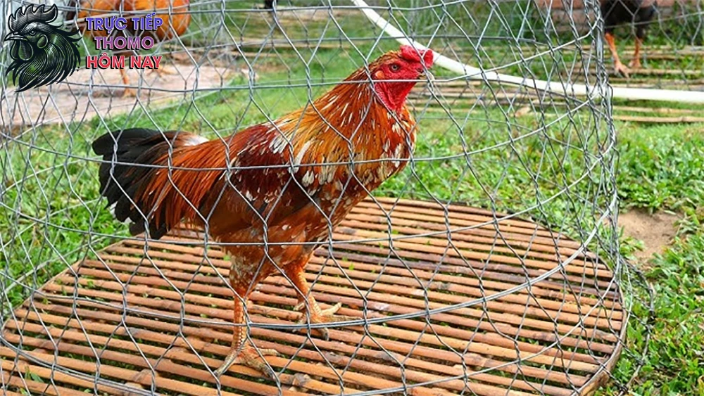 Khả năng chiến đấu kiên cường và lối đá độc đáo.