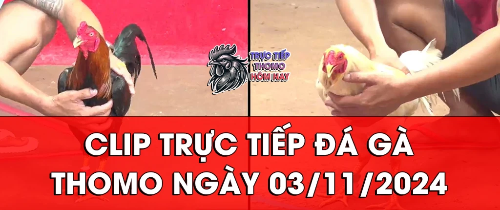 clip trực tiếp đá gà thomon ngày 03/11/2024