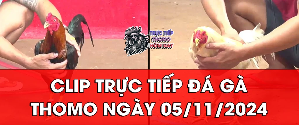 clip trực tiếp đá gà thomon ngày 05/11/2024