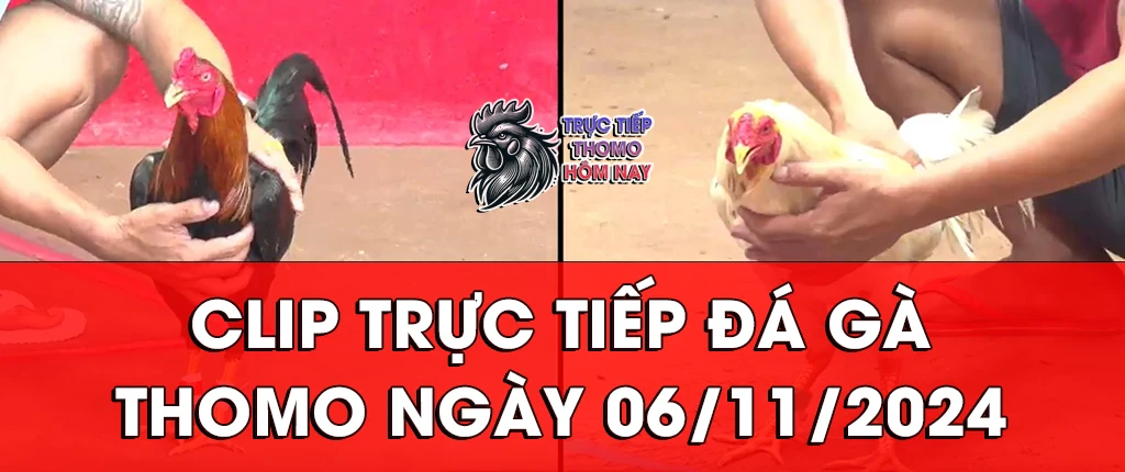 clip trực tiếp đá gà thomon ngày 06/11/2024