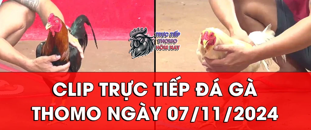 clip trực tiếp đá gà thomon ngày 07/11/2024