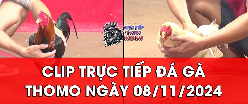 clip trực tiếp đá gà thomon ngày 08/11/2024